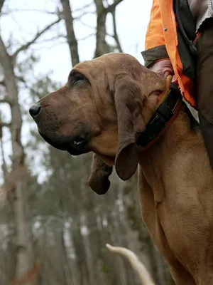 Sur la voie de l'animal blessé