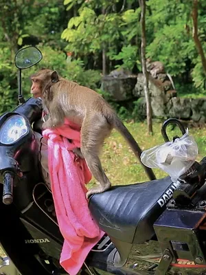 Silly Animals
