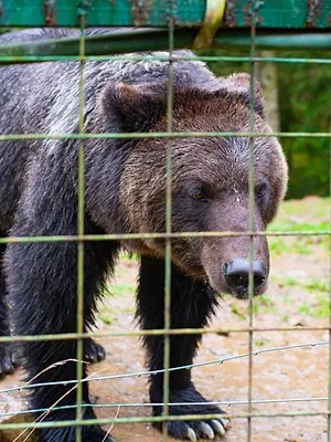 La Tanière, le zoo-refuge de l'espoir
