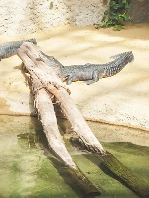 Expédition Pairi Daiza