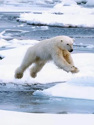 Prédateurs et proies, un équilibre fragile