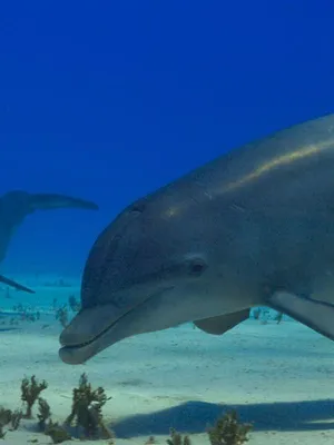 A la rencontre des baleines avec Steve Backshall