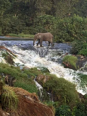 Le Gabon, dernier refuge des éléphants de forêt