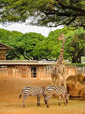 Une saison au zoo