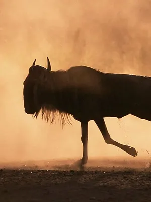Migration sauvage