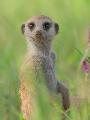Le clan des suricates, nouvelle génération