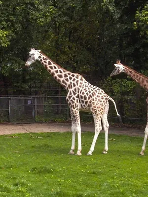 Het echte leven in de ZOO NL