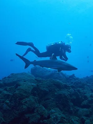 A la rencontre des requins avec Steve Backshall