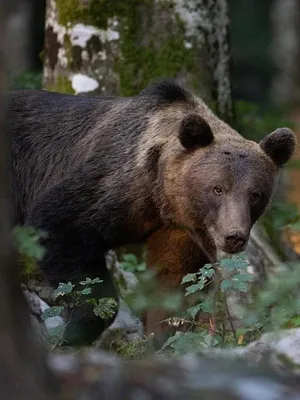 Le jardin extraordinaire