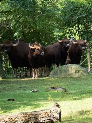 Le zoo du Bronx