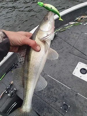 J'irai pêcher chez vous