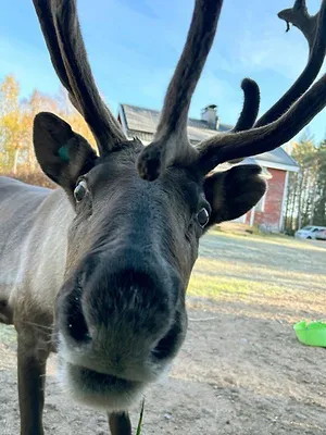 La défonce des animaux