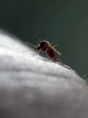 Le moustique, un ennemi bien armé
