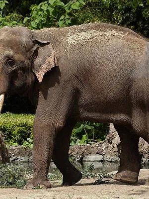 Dublin Zoo