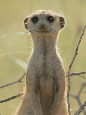 Le clan des suricates, nouvelle génération