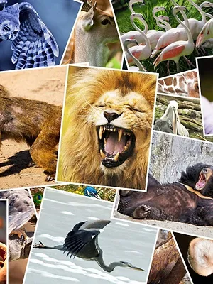 Het echte leven in de ZOO NL