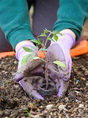 Mon jardin, c'est le pied