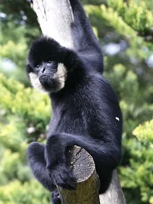 Une saison au zoo