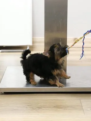 Les Vétérinaires du Midwest