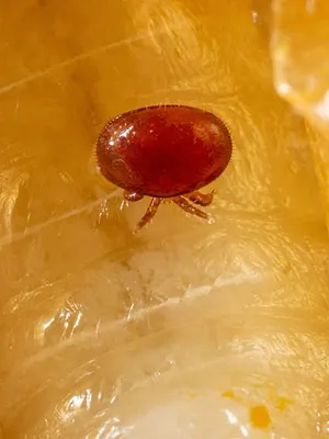 Apiculture : un parasite menace les ruches