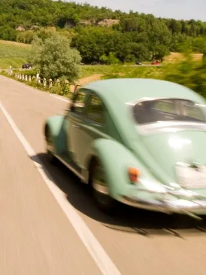 Immortelle Coccinelle