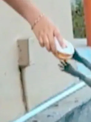 Sur le vif : vidéos insolites