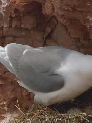 Le livre de la jungle : mission safari S1 E18