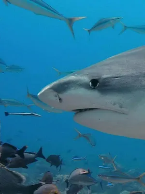 Champion de la survie