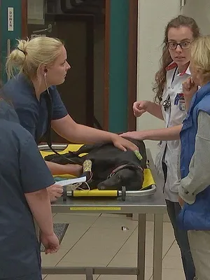 Dierendokters 24/7