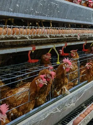 Un village et un million de poulets