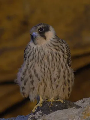 Migrations secrètes