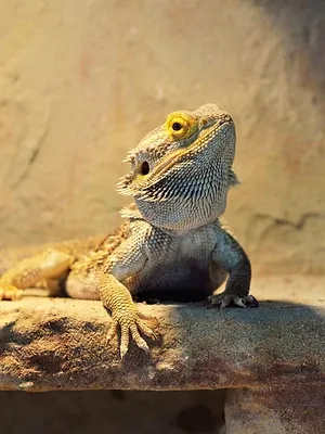 Critter Fixers : Vétos de choc