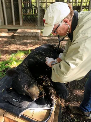 S.O.S. bêtes sauvages