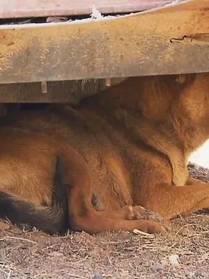 Animal Cops