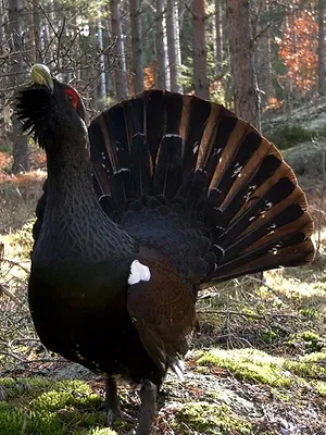 Småland, le royaume des animaux sauvages