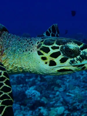 Tuamotu sauvages