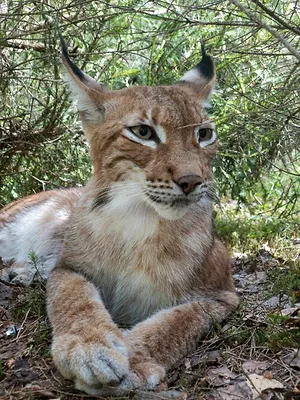 Les bébés lynx et moi