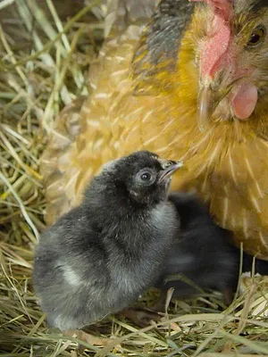 Au commencement était l'oeuf : les animaux ovipares
