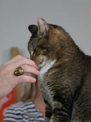 Hell's Cats