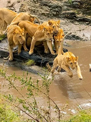 Devenir lion