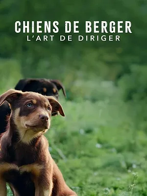Chiens de berger : l'art de diriger
