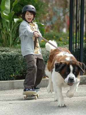 Beethoven : une star est née