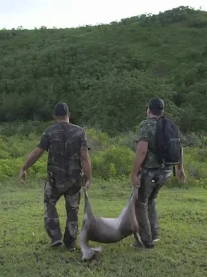 Nouvelle-Calédonie terre de chasse