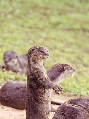 Les loutres des quartiers chics !