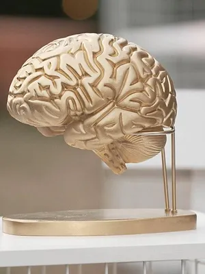 The cerveau : qui sera le plus grand cerveau de la télé-réalité ?