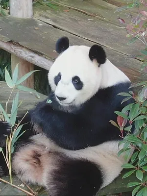 Het echte leven in de dierentuin
