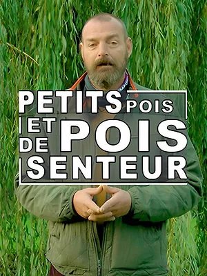 Petit pois et pois de senteur