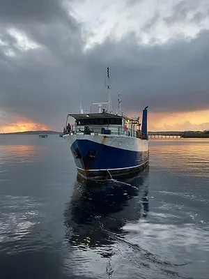 Géant des mers : Le requin