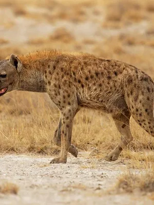 Beauval, au plus près des animaux