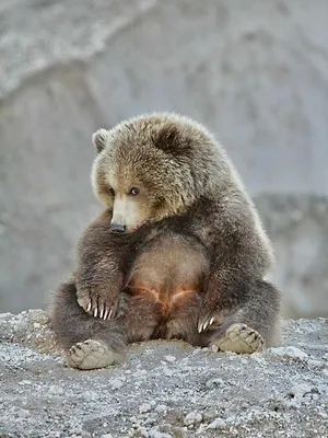Le pays de l'ours